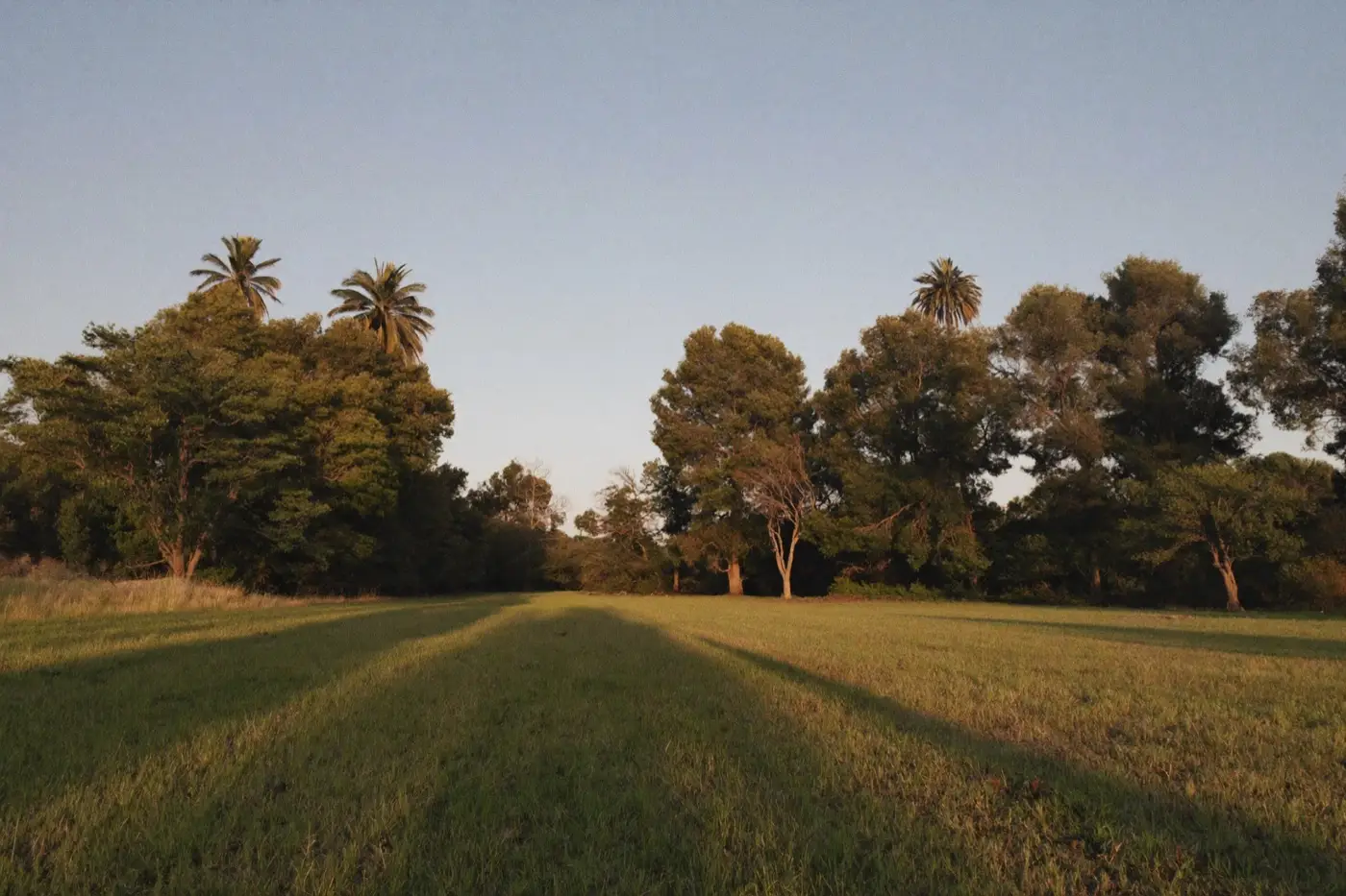 Terreno de pasto verde rodeado de árboles al atardecer